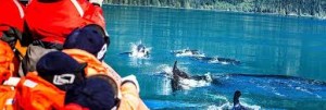 Whale Watching One Day Hands-on Lock Picking Class at Painters Lodge Campbell River BC
